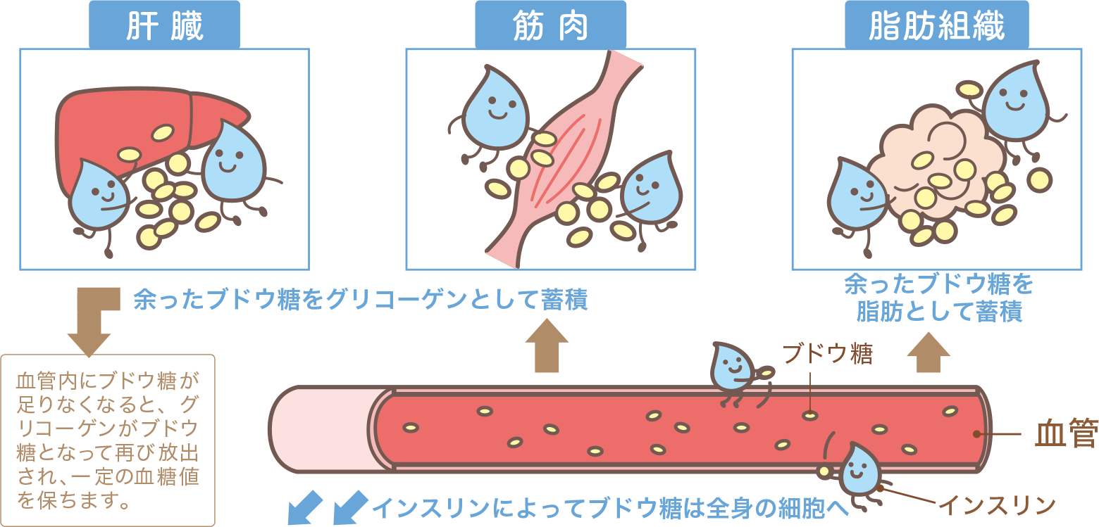 糖質の分解から吸収の工程図