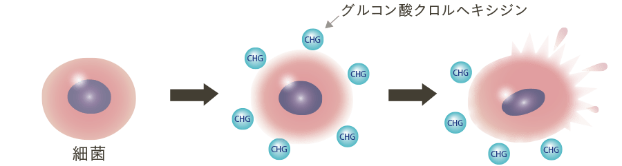 グルコン酸クロルヘキシジンの作用1