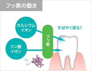 フッ素の働き